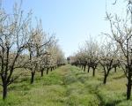 Угрожене расцветале вишње у Топлици