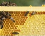 Vranje domaćin Prvog pčelarskog sajma jugoistočnog Balkana