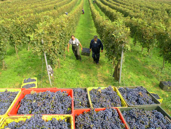 "Топлички виногради": Од овогодишње бербе грожђа произвешће се 90.000 боца вина