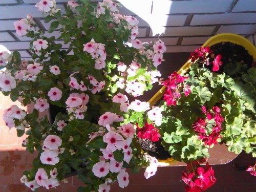 Cveće i lekovito bilje: "Sajamski dani u Nišu"