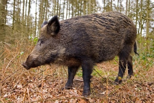 Lovci odstrelili 27 divljih svinja