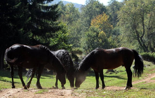 Дивљи коњи - последњи чувари Суве планине