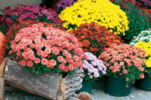 Zimsko cveće: Hrizanteme - carsko cveće