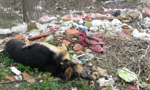 Да се најежиш: Мртви пси и краве на ђубришту