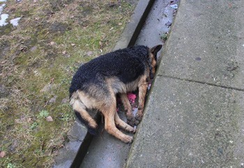 Monstruozno: Otrovani psi lutalice u Kuršumliji