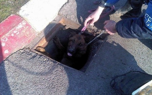 Нови случај бруталног злостављања животиња: Ланцима и жицом везао пса у шахт