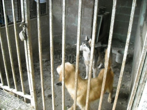 Uginuli psi bili dva meseca bez hrane i vode