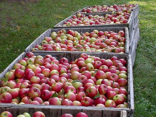 Voće dobro rodilo, jabuka 6 dinara