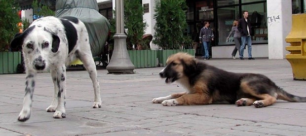 Проблем напуштених паса на нишким улицама Фото Танјуг