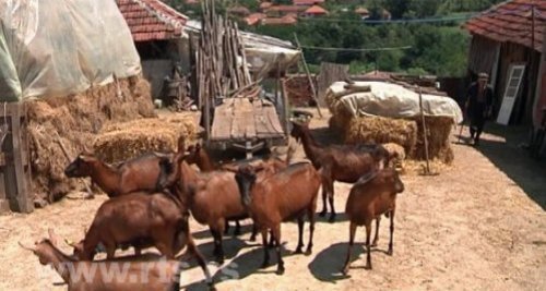 Odobren promet stoke u Bujanovcu i Preševu
