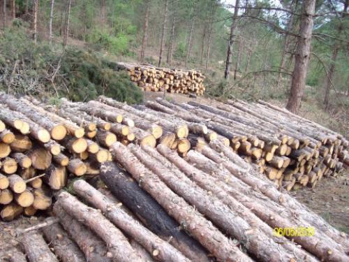 Bespravna seča 120 kubnih metara drveta u Prokuplju