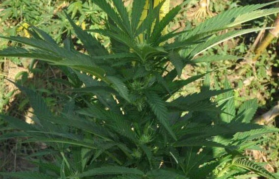 "Pao" zbog 11 grama marihuane i 10 stabljika indijske konoplje