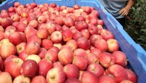 Рекордна година: Родило 300.000 тона квалитетне јабуке