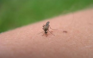 Ванредно прскање комараца због вируса