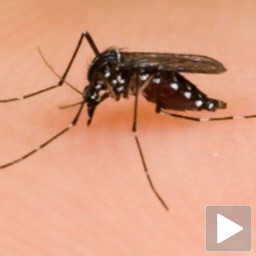 Komarci u Nišu zaraženi virusom Zapadnog Nila