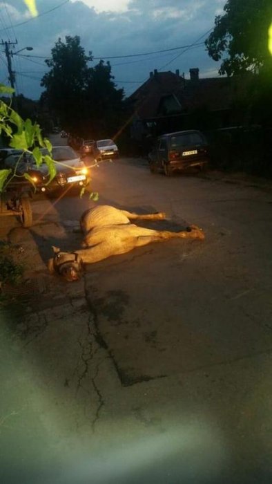 Iznemogla životinja umire na ulici, Foto: RAS Srbija