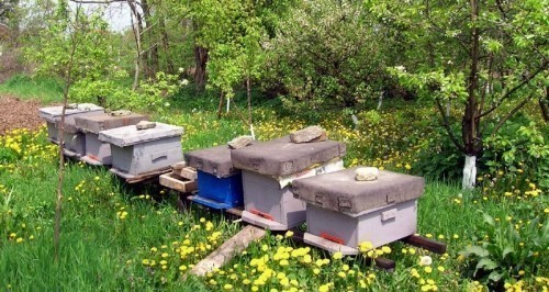 Predavanje za pčelare