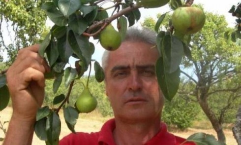 Bizarno: Jabuka rodila na stablu kruške