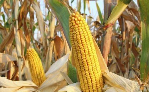 Dani polja kukuruza - koji hibridi daju najbolje prinose