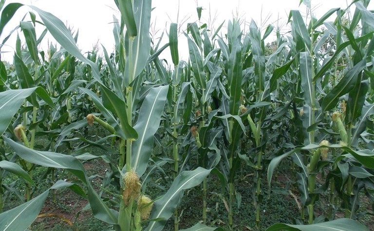 Временске прилике погодовале кукурузу у Топлици, очекује се принос од седам тона по хектару