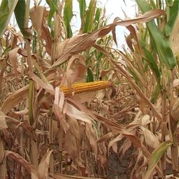 Суша однела 15 одсто рода кукуруза