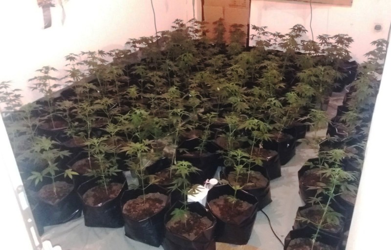 254 stabljika, oko 5.100 grama lišća i 370 grama sasušene marihuane u Sokobanji