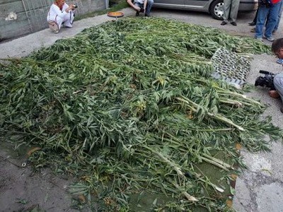 Нађена плантажа марихуане