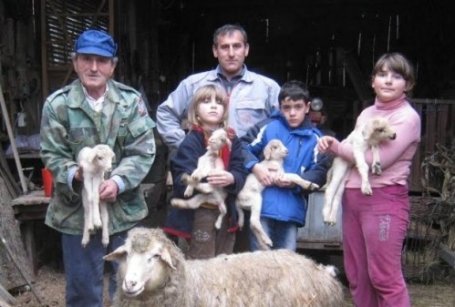 Чудо у Блацу: Овца шокирала домаћине (фото)