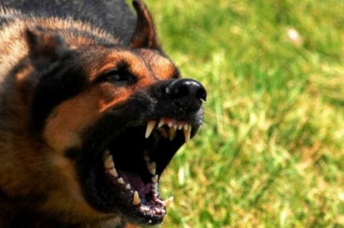 Agresivni i gladni psi terorišu Prokupčane