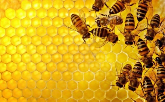 Подршка младим пчеларима у Јабланичком округу