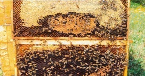 Бесплатна предавања за пчеларе у Врању