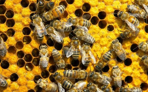 Обука пчелара почетника и пчелара са искуством