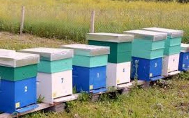 Predavanje za pčelare i voćare u Prokuplju