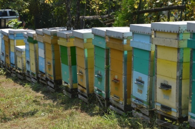Pčelinjak porodice Stanić koji daje i do 10 tona meda godišnje