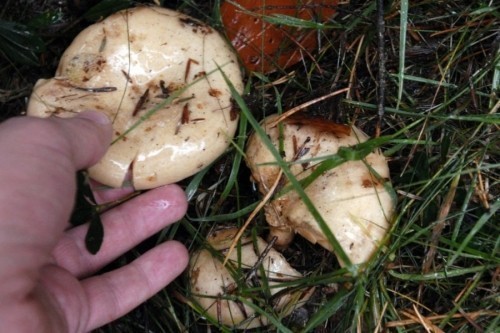 Ниш: Масовно тровање печуркама