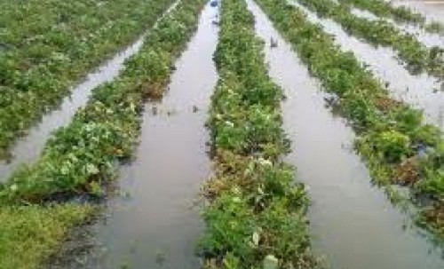 Хаос у Лесковцу: Кукуруз, пешница и поврће под водом
