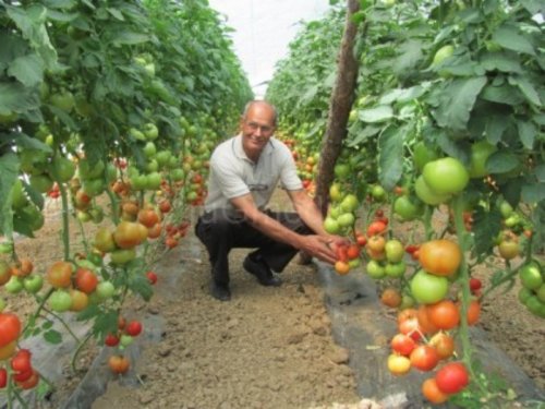 Prepolovljena cena paradajza, povrtari okrenuti izvozu