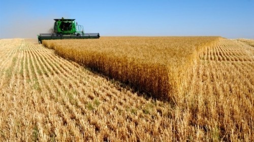 Министар Недимовић о пшеници: Биће око милион тона за извоз