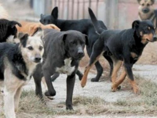 Град Ниш исплатио 70 милона динара одштете за уједе паса