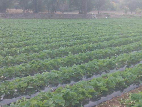 Kuršumlija: Opštinska podrška poljoprivrednicima