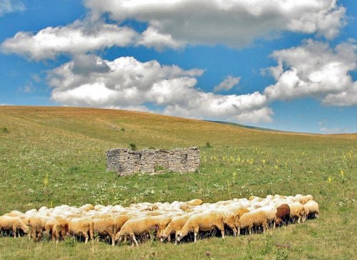 Stado ovaca na Staroj planini, Foto: P.V.