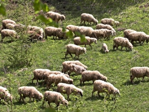 Вукови заклали овце