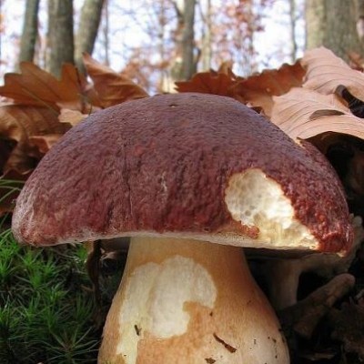 Расте откупна цена печурака