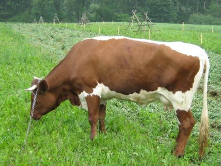 Крава у потрази за биком побегла са Косова у Куршумлију
