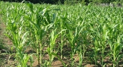Високе температуре угрожавају род кукуруза