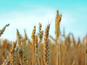 Pšenice će biti i za izvoz