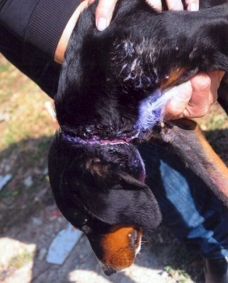 POKOLj: Psi umiru u mukama! (FOTO)