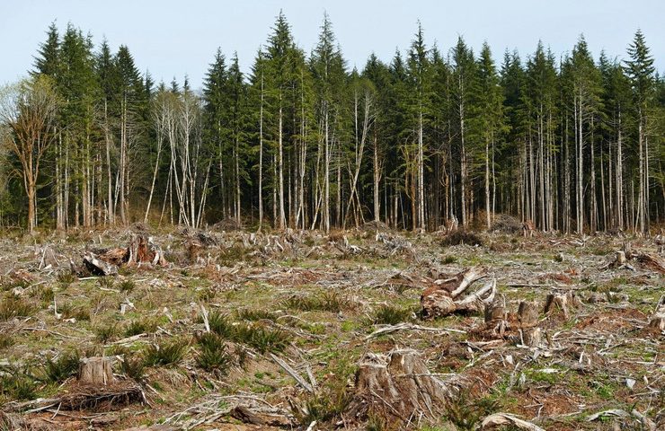 Velika šteta: Bespravna seča šuma u Toplici