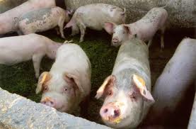 Nestašica vakcina za svinje