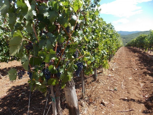 Kvalitet grožđa u "Topličkim vinogradima" na prvom mestu